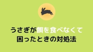 ウサギが餌を食べなくて困った時の我が家の対処法 毛布があればそれでいい