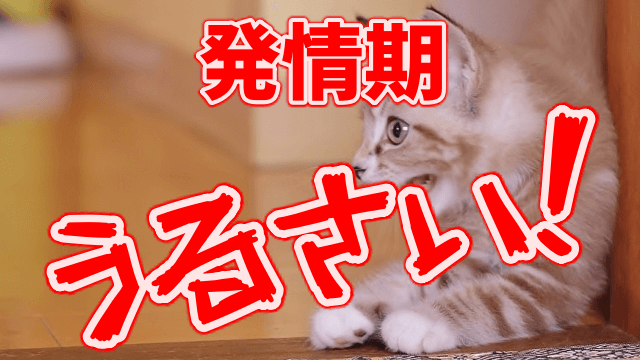 メス猫の発情期はうるさい 早く終わらせる方法はあるの 毛布があればそれでいい