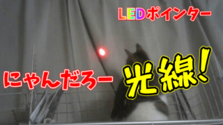 メス猫の発情期の鳴き声はうるさい さかりを早く終わらせる方法とは 毛布があればそれでいい