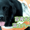 富士ハーネスは無料で見学できる盲導犬の訓練施設！デモンストレーションで楽しく学べる！