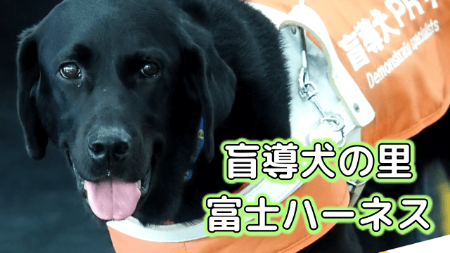 富士ハーネスは無料で見学できる盲導犬の訓練施設！デモンストレーションで楽しく学べる！