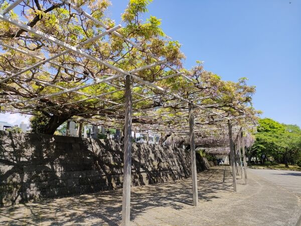 静岡県富士宮市 下之坊の藤の花　駐車場付近