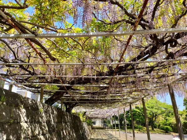 静岡県富士宮市 下之坊の藤の花　藤棚
