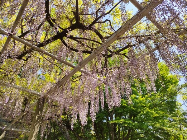 静岡県富士宮市 下之坊の藤の花　綺麗