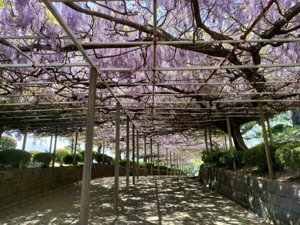 静岡県富士宮市 下之坊の藤の花　藤棚　４００ｍ　長い