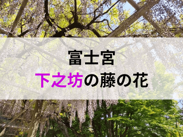 富士宮下之坊の藤の花は綺麗！無料駐車場や見ごろについて