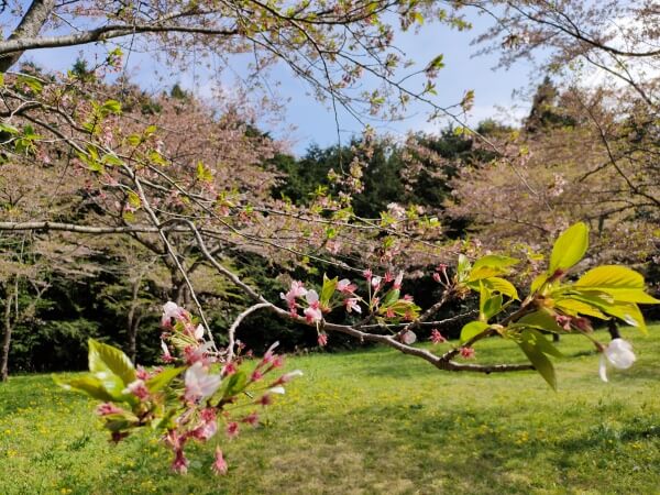 大石寺の桜　常灯ヶ峰　無料駐車場