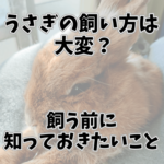 うさぎの飼い方は大変？飼う前に知っておきたいこと